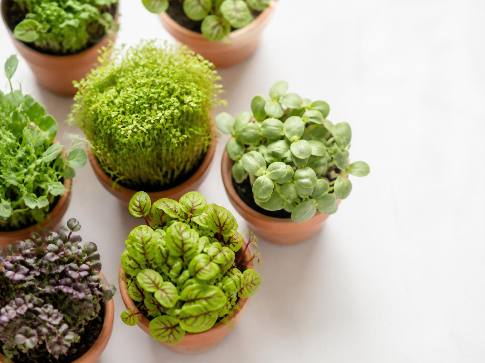 Fresh microgreens and seedlings in terracotta pots